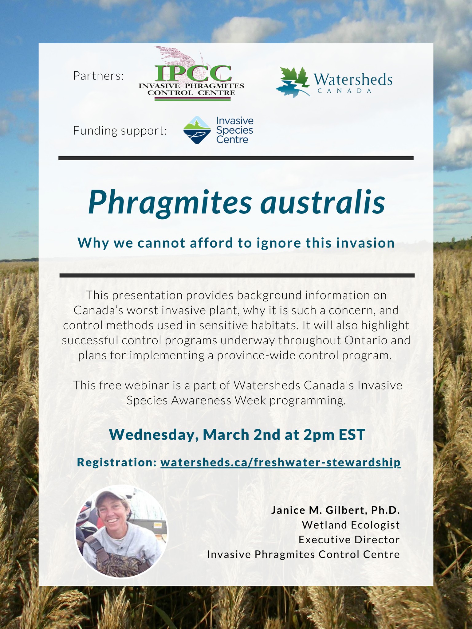 Phragmites australis: Why we cannot afford to ignore this invasion